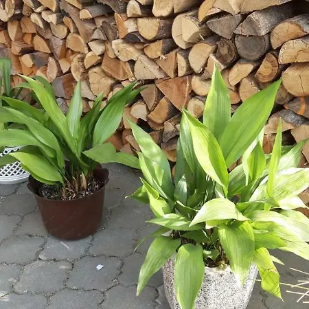 Pod Palavou Homestay *