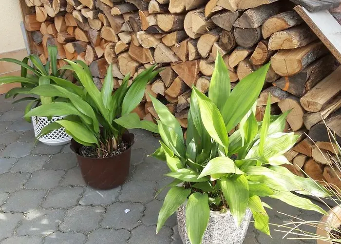 Pod Palavou Homestay szállás *